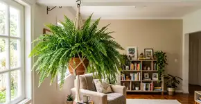 Essa planta de vaso funciona como um umidificador natural e pode melhorar a qualidade do ar seco do apartamento