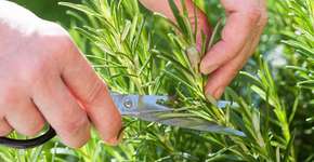 Foto: (Imagem sem texto alternativo disponivel ID [872195])