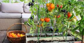 Horta em apartamento: sementes, cuidados e o que plantar hoje mesmo