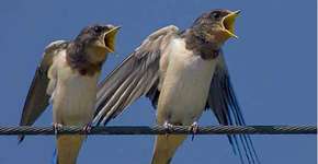 Foto: (Imagem sem texto alternativo disponivel ID [1831635])