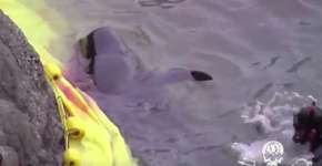 Foto: (Imagem sem texto alternativo disponivel ID [1869518])