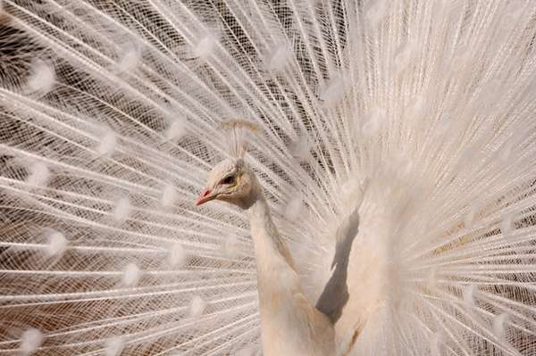 A característica ausência completa ou parcial o pigmento na pele, unhas, cabelos e olhos resultam muitas vezes em belezas exóticas (Imagem: Reprodução/Buzz Feed)