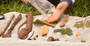 Amigo secreto da natureza: cada família recebe uma caixa surpresa