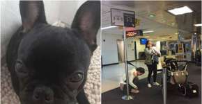 Cão morre em voo após ser obrigado a viajar com malas de mão