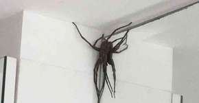 Aranhas gigantes causam pânico ao invadirem casas em BH