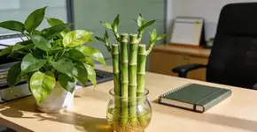 Foto: (Imagem sem texto alternativo disponivel ID [2685245])