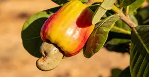 Foto: (Imagem sem texto alternativo disponivel ID [2707455])