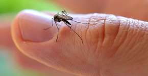 Formas naturais e eficazes de manter os mosquitos longe de sua casa