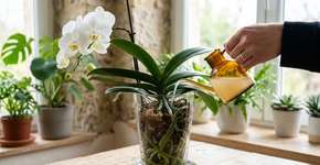 Orquídeas que você ia jogar fora: este ingrediente culinário ajuda-as a florescer novamente rapidamente