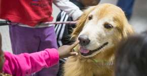 Cães ajudam crianças refugiadas na adaptação ao Brasil