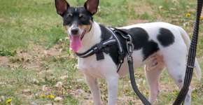 Foto: (Imagem sem texto alternativo disponivel ID [2676855])