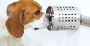 Cães podem farejar câncer no sangue e saliva com 97% de precisão