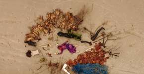 Ocupação ‘Anexa_CCBB: Movimentos Miméticos’