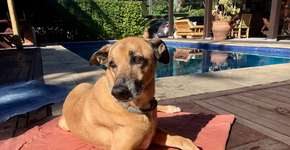 Pet friendly, Maresias tem medidas anti-covid para praia segura