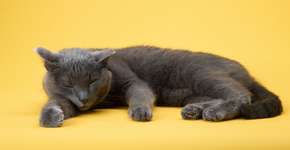 8 curiosidades sobre o sono dos gatos que vão te surpreender