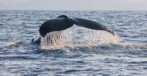 Foto: (Imagem sem texto alternativo disponivel ID [1866880])