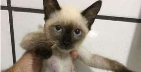 ONG mostra foto de gata com tumores e critica pílula para animais