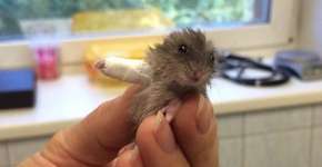 6 fotos de animais engessados para você morrer de tanta fofura