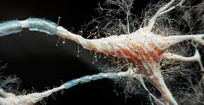 Foto: (koto_feja/istock)