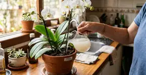 Recupere a orquídea sem flor com o uso estratégico da água de arroz na rega da semana