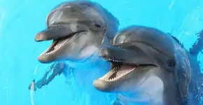 Foto: (Imagem sem texto alternativo disponivel ID [1894358])