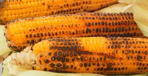 Festival do Milho ocupa Memorial da América Latina com delícias