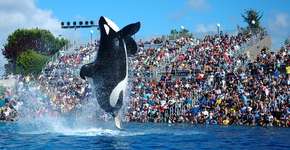 Foto: (Imagem sem texto alternativo disponivel ID [988020])