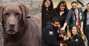 Cachorro reencontra família após passar 5 anos desaparecido