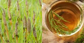 Foto: (Mantonature/Madeleine_Steinbach//istock)