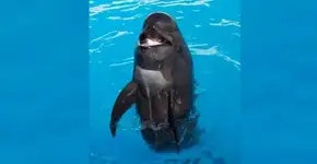 Baleia piloto mais velha em cativeiro morre após 50 anos de exploração no SeaWorld