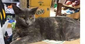 Mulher mata gata a pauladas dentro de mercado de Paraty