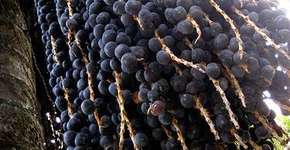 Programa distribui mudas nos parques de Manaus