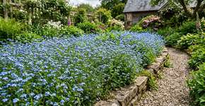Como criar um jardim com plantas azuis