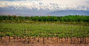 Roteiro de 7 dias para conhecer Mendoza, na Argentina