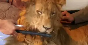 Foto: (Imagem sem texto alternativo disponivel ID [1066392])