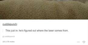 10 publicações sobre gatos que vão te fazer rir