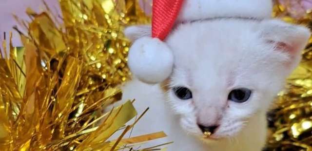 Adote Um Gatinho – Bazar de Natal