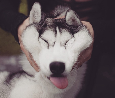 Fotógrafa registra cães da raça husky siberiano