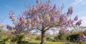 Foto: (Imagem sem texto alternativo disponivel ID [2695991])