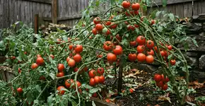 Foto: (Imagem sem texto alternativo disponivel ID [2761920])