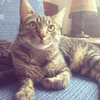 Tião: É o maior da casa. Carinhoso, estabanado e ingênuo, é incapaz de arranhar alguém