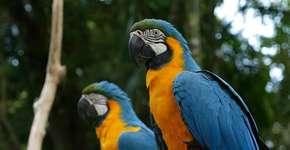 Febre amarela: SP fechará dois zoológicos por prevenção