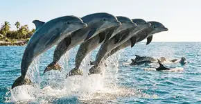 Foto: (Imagem sem texto alternativo disponivel ID [2751192])