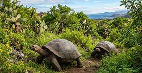 Entre 1997 e 2006, as Ilhas Galápagos lançaram uma operação tão extrema quanto surpreendente para salvar suas tartarugas gigantes: removeram mais de 140.000 cabras invasoras usando helicópteros, GPS e uma estratégia tão incomum quanto controversa