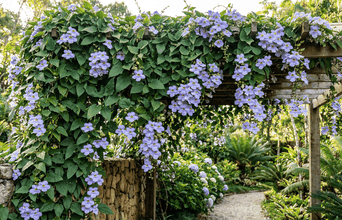 Secondary news: A trepadeira que pode cobrir um muro inteiro e florescer por mais de 90 dias seguidos transformando qualquer cerca num espetáculo visual