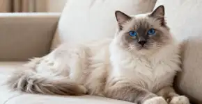 Essa raça de gato conquista as mulheres por transformar carinho em companhia