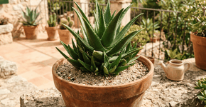 Foto: (Imagem sem texto alternativo disponivel ID [2770259])