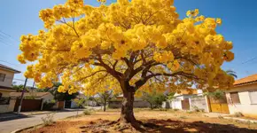 Foto: (Imagem sem texto alternativo disponivel ID [2693248])