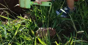 Família planta uma árvore por dia