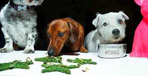 Londres inaugura restaurante luxuoso para cachorros